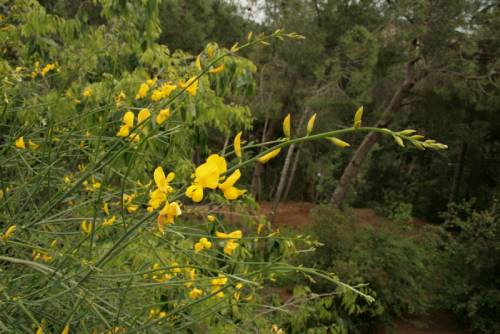 thin rounded stems with yellow flowers. At the end of the stems there are small buds.