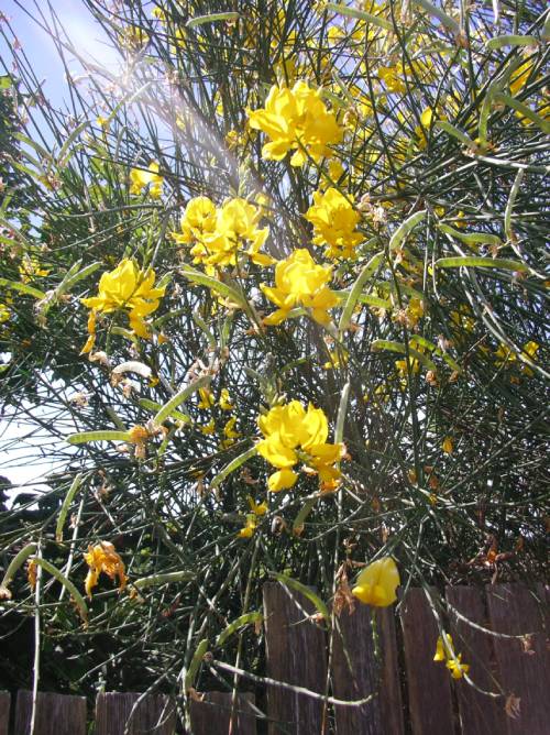 light green bean-looking seed pods alongside yellow flowers in the bright sun
