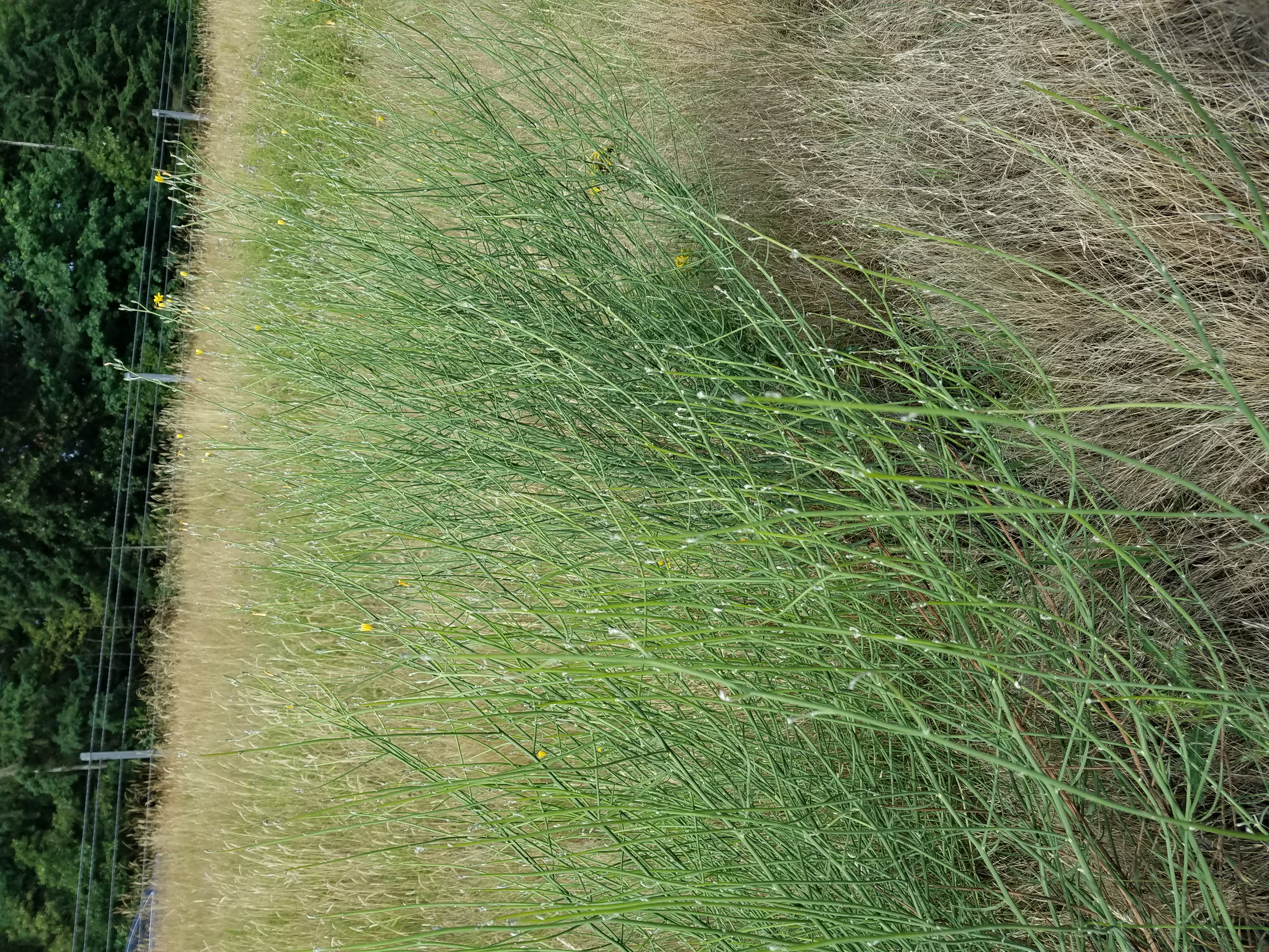 An open field in the foreground, with a cattle fence in the background. Rush skeletonweed fills most of the field, with the rest being covered in dry grasses.