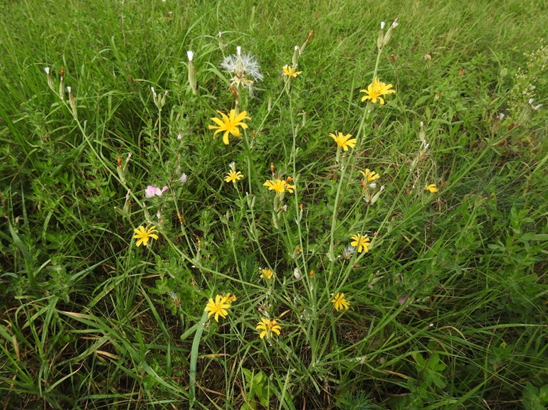 Rush skeletonweed with yellow flowers and one seedhead with white tuffed seeds growing out of a grassy field.