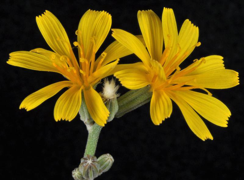 Two yellow flowers connected to a pale green stem dabbled small white hairs, against a black background.