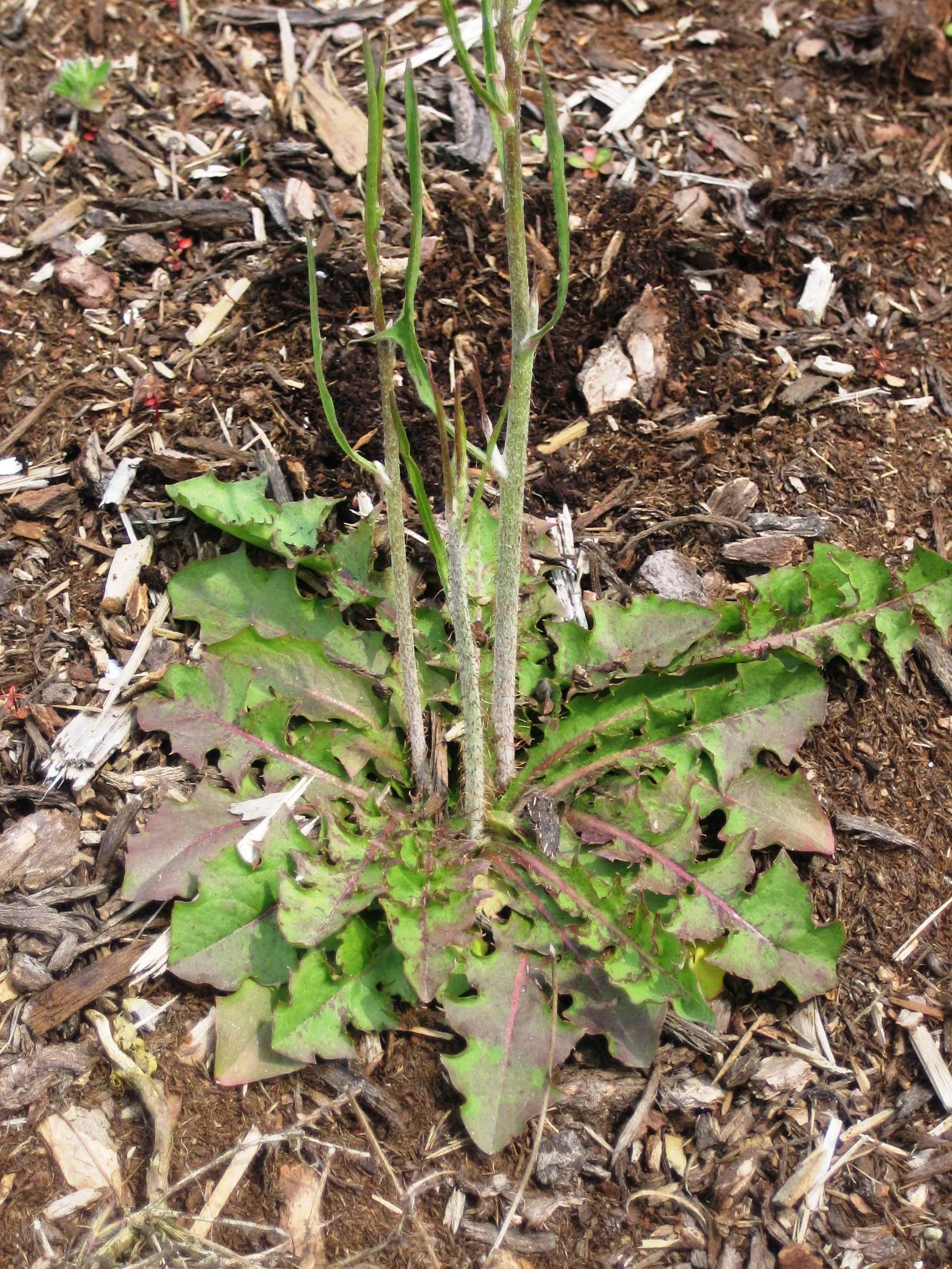 Rush skeletonweed rosette in mulchy soil with three stems growing from the center.
