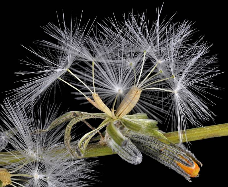White tuffed seeds on a pale white stem against a black background.