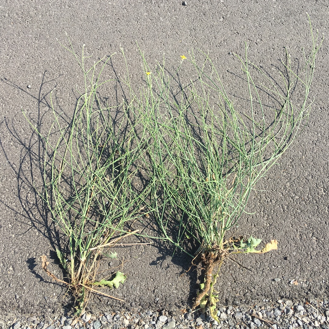 Two rush skeletonweed plants laying on pavement, with branched, wiry, and rigid stems and thick taproots. One plant has two small yellow flowers.
