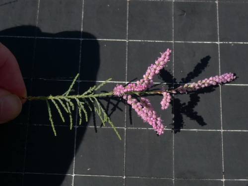 Close up of scale-like leaves and flowers. Photo by Richard Zmasek 2010