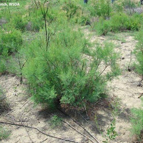 close up of a shrub of saltcedar with other shrubs behind it in a dirt field