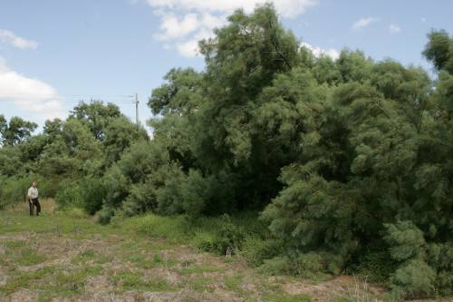 Tree form of Saltcedar.