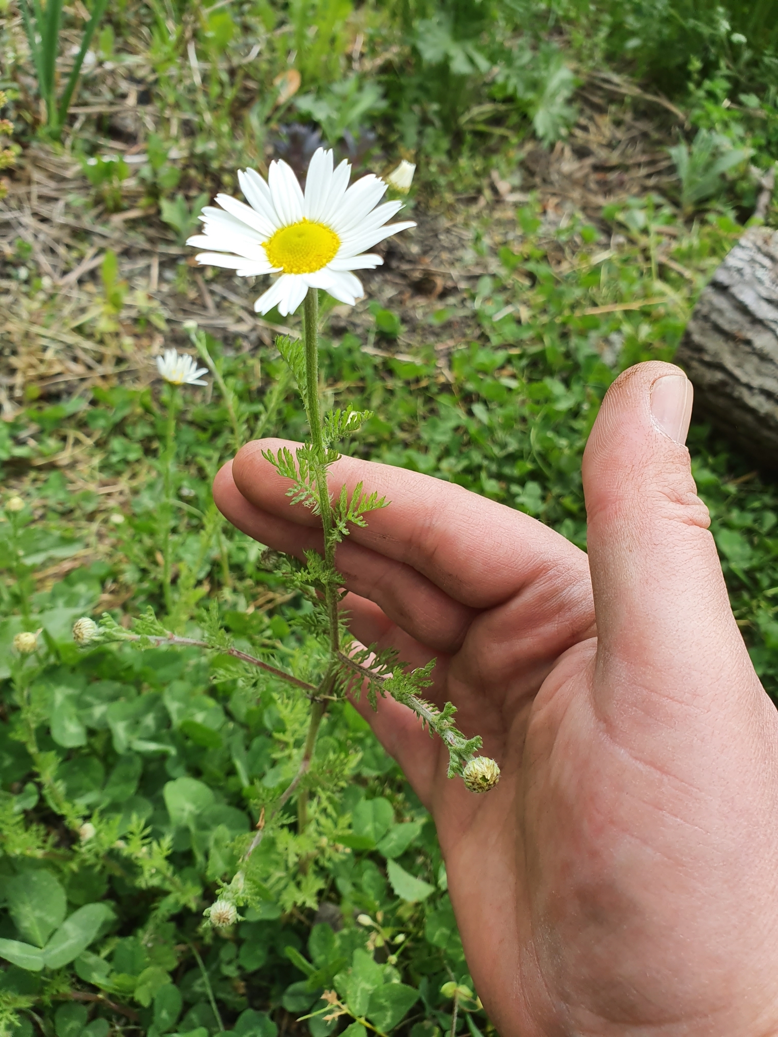 A white flower at the end of the stem grows above alternately branching feathery leaves.