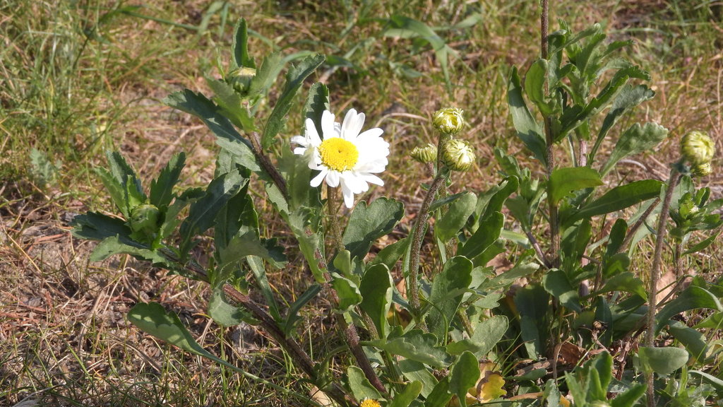 A daisy-like white flower emerges from the end of a stem with dark green, lobed leaves.