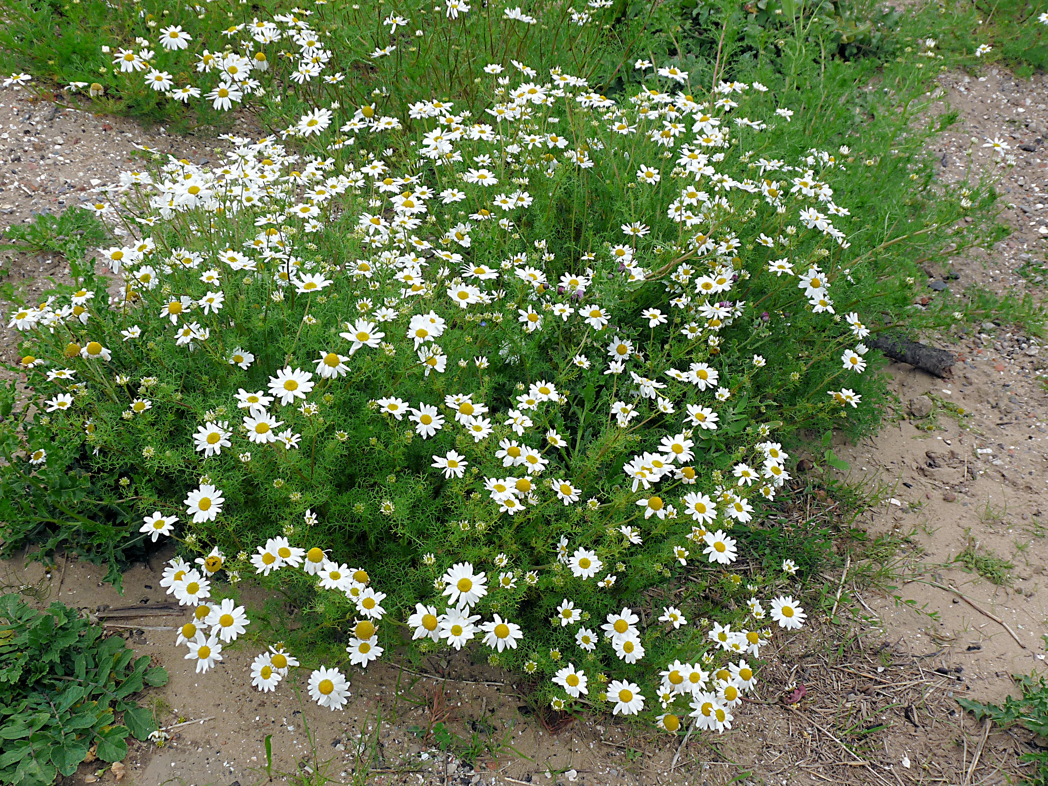 Otherwise empty, rocky soil is occupied by some patches of scentless mayweed. There are many small, white, daisy-like flowers with yellow centers.