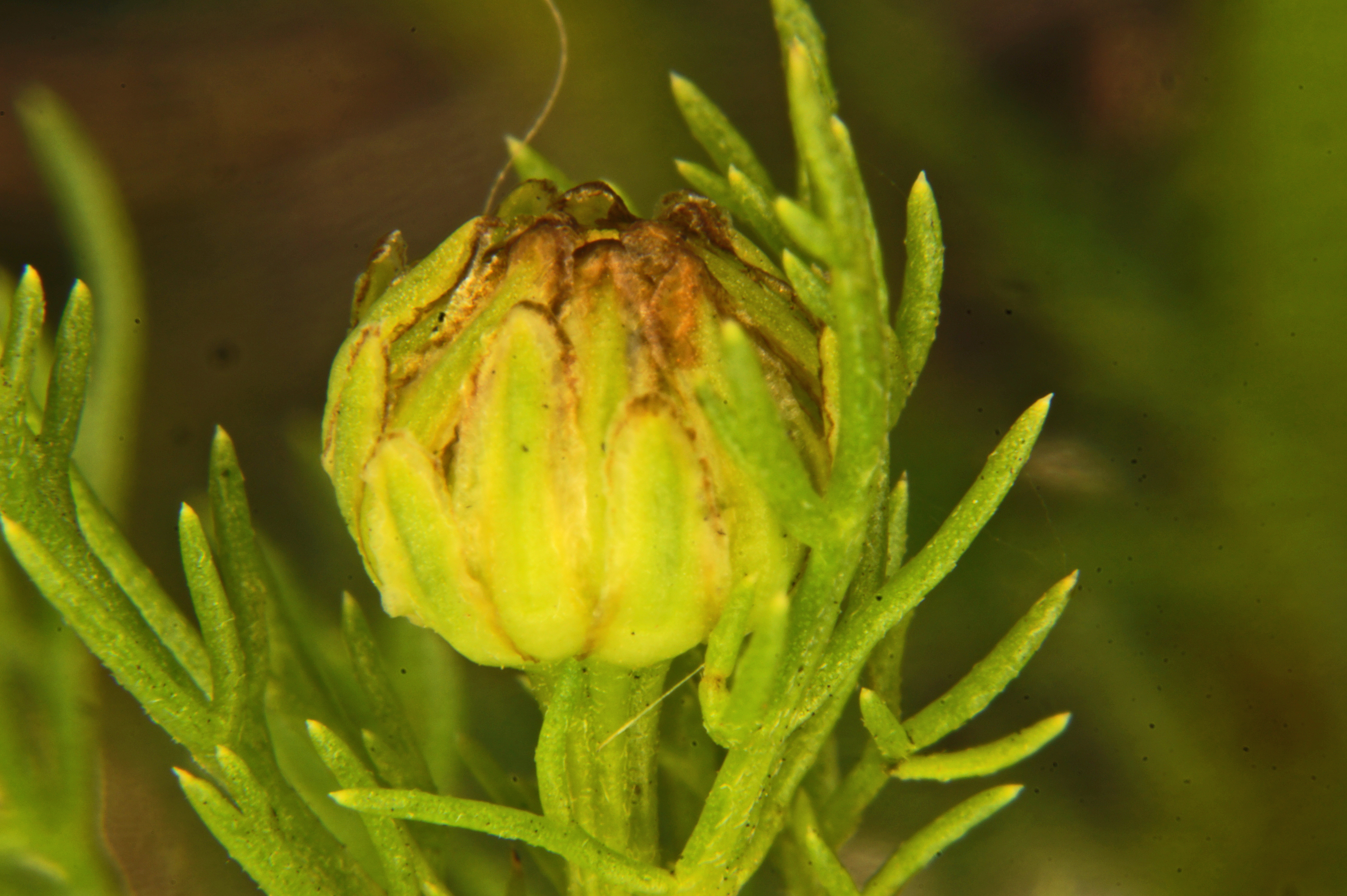 A small, spherical flower bud develops on the end of a stem. It is a yellowish green color with a small opening at the top.