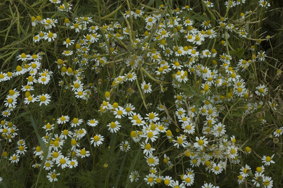 A cluster of many white flowers is covering other plants, growing through and over them.