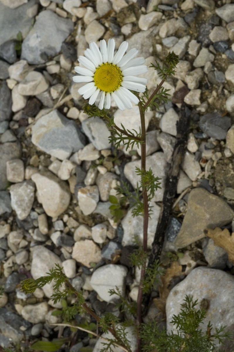 An erect brownish-green stem holds a singular flower with white petals and a yellow center at the end.