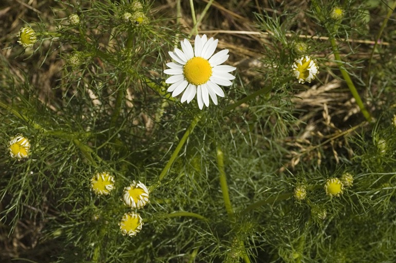 Daisy-like flower (white petals, yellow center) blooming in the center of multiple green stems covered in thin feathery leaves.