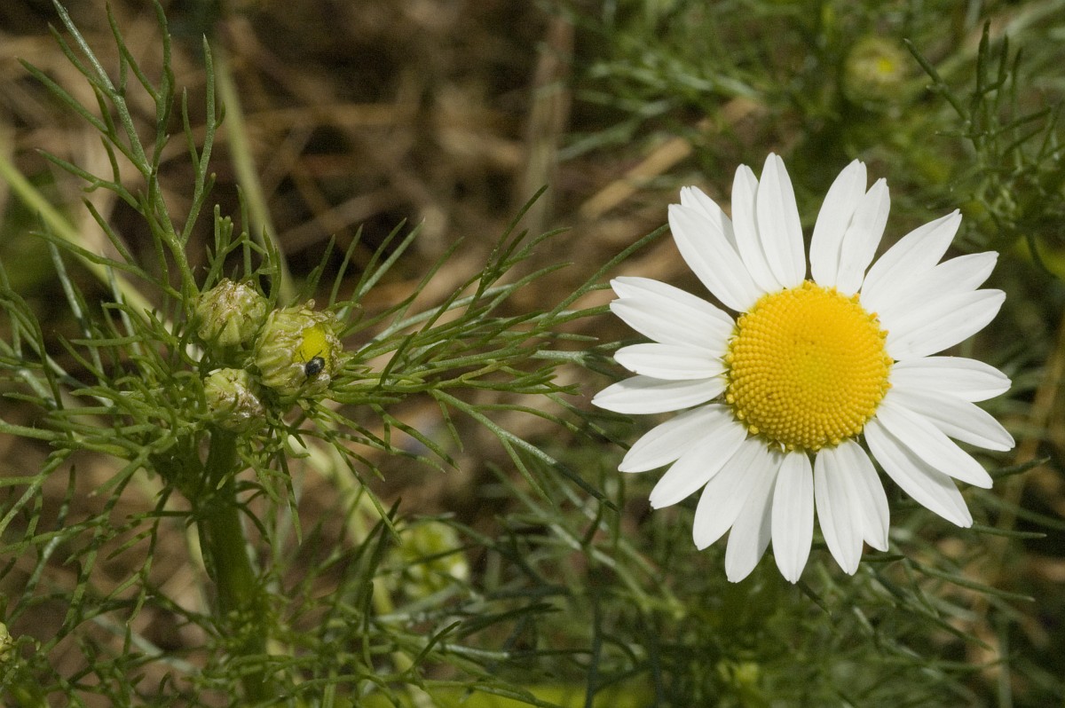 Smooth, green, thread-like leaves are growing staggered along the stem below a flower with white petals.