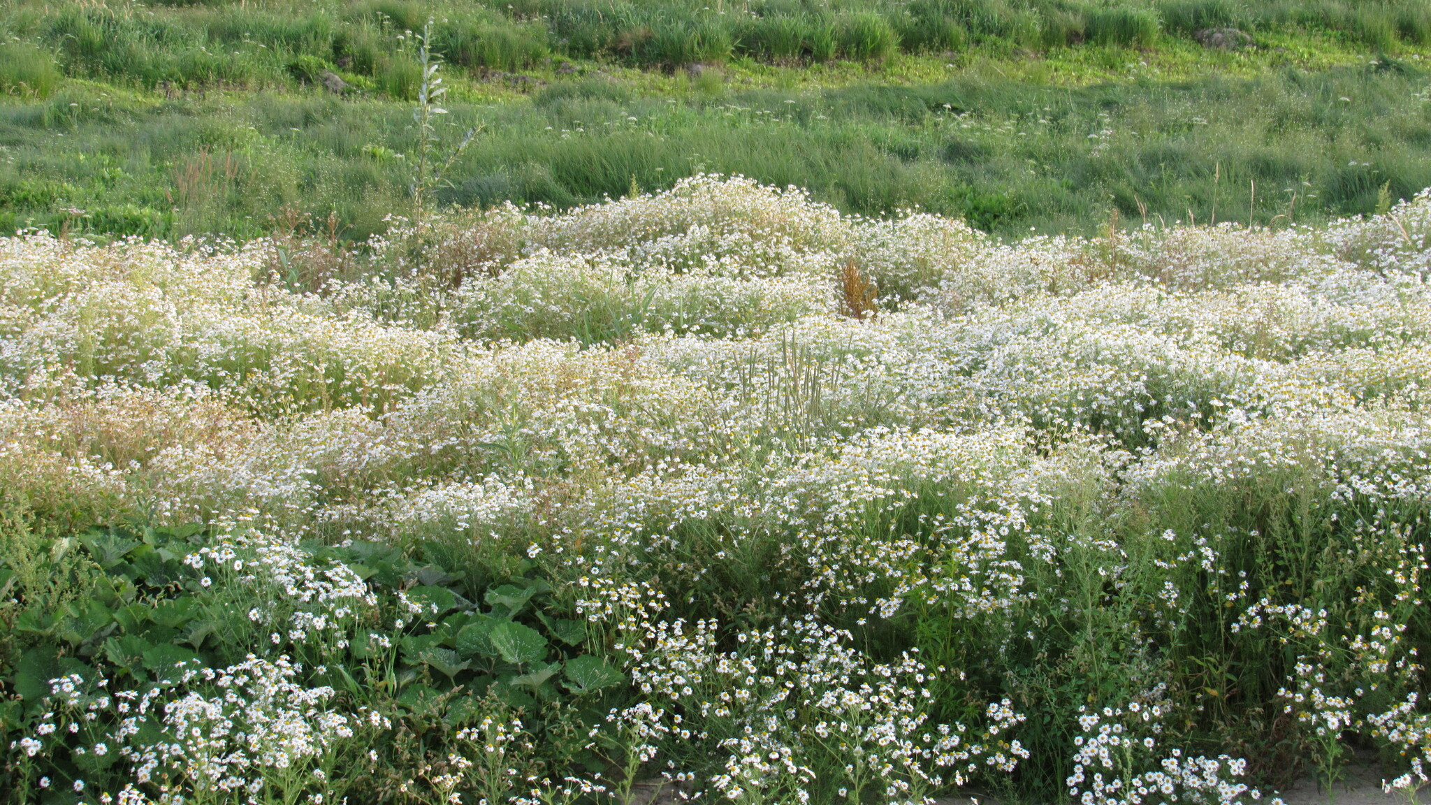 A large open field of grasses and other herbaceous plants. Scentless mayweed has established a large monoculture in the middle of the field, outcompeting any other plants.