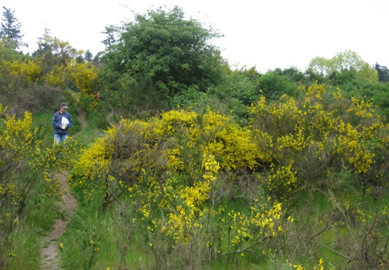Specialist standing in a field of flowering Scotch broom.