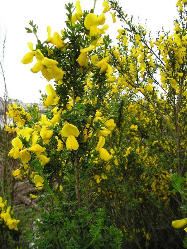 Mature, flowering Scotch broom.