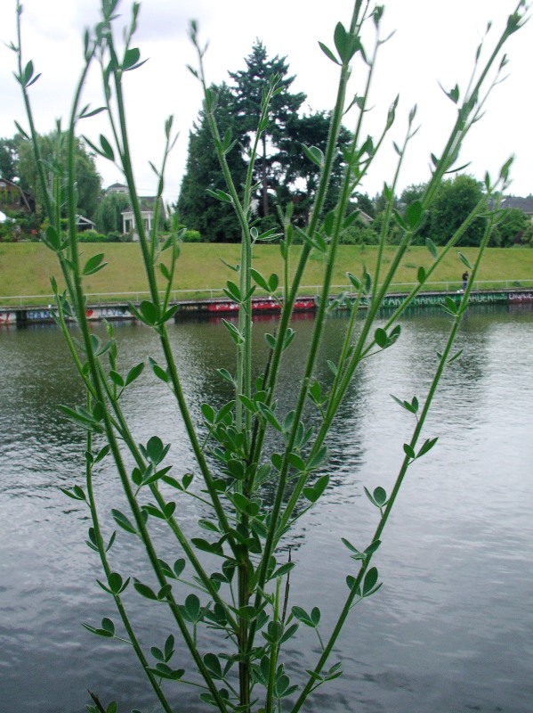 Young Scotch broom plant along a riverbank.