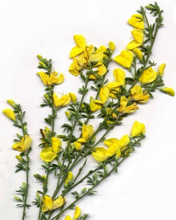 Flattened Scotch broom plant against a white background.