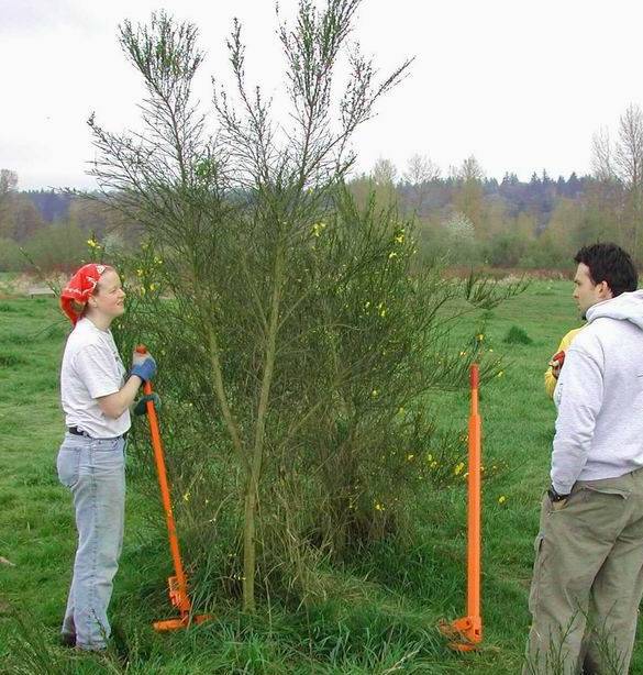 Crew members using Weed Wrenches to remove a large Scotch broom plant.