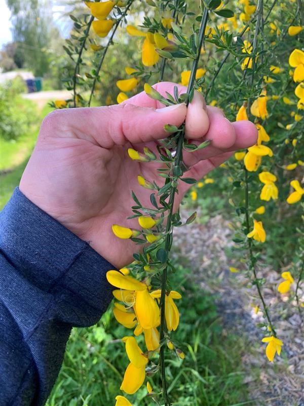 Close up of Scotch broom leaves and flowers.