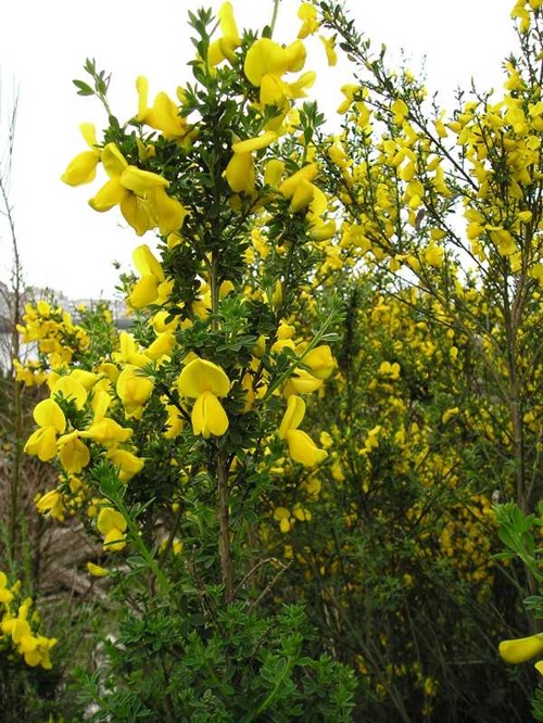 Scotch broom flowering.