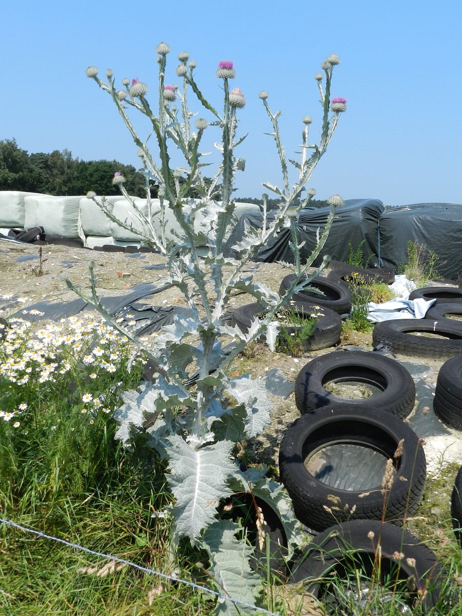 a tall cotton thistle, there are very large leaves at the base of the stem, longer than the tires laying next to it