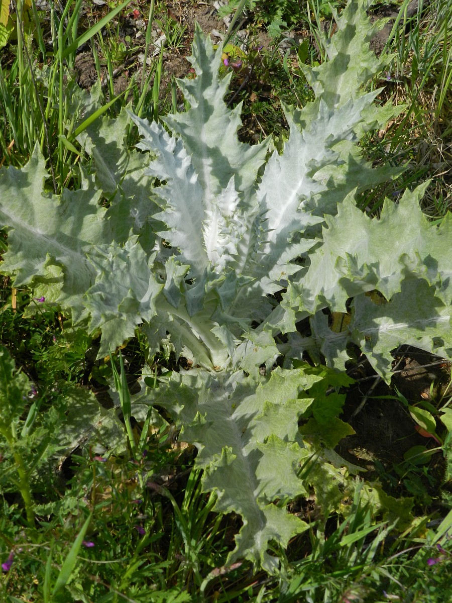 a light-colored thistle rosette with wide heavily lobbed leaves
