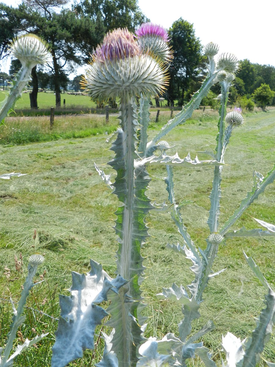 a couple tall cotton thistle stems, with flower heads at the top