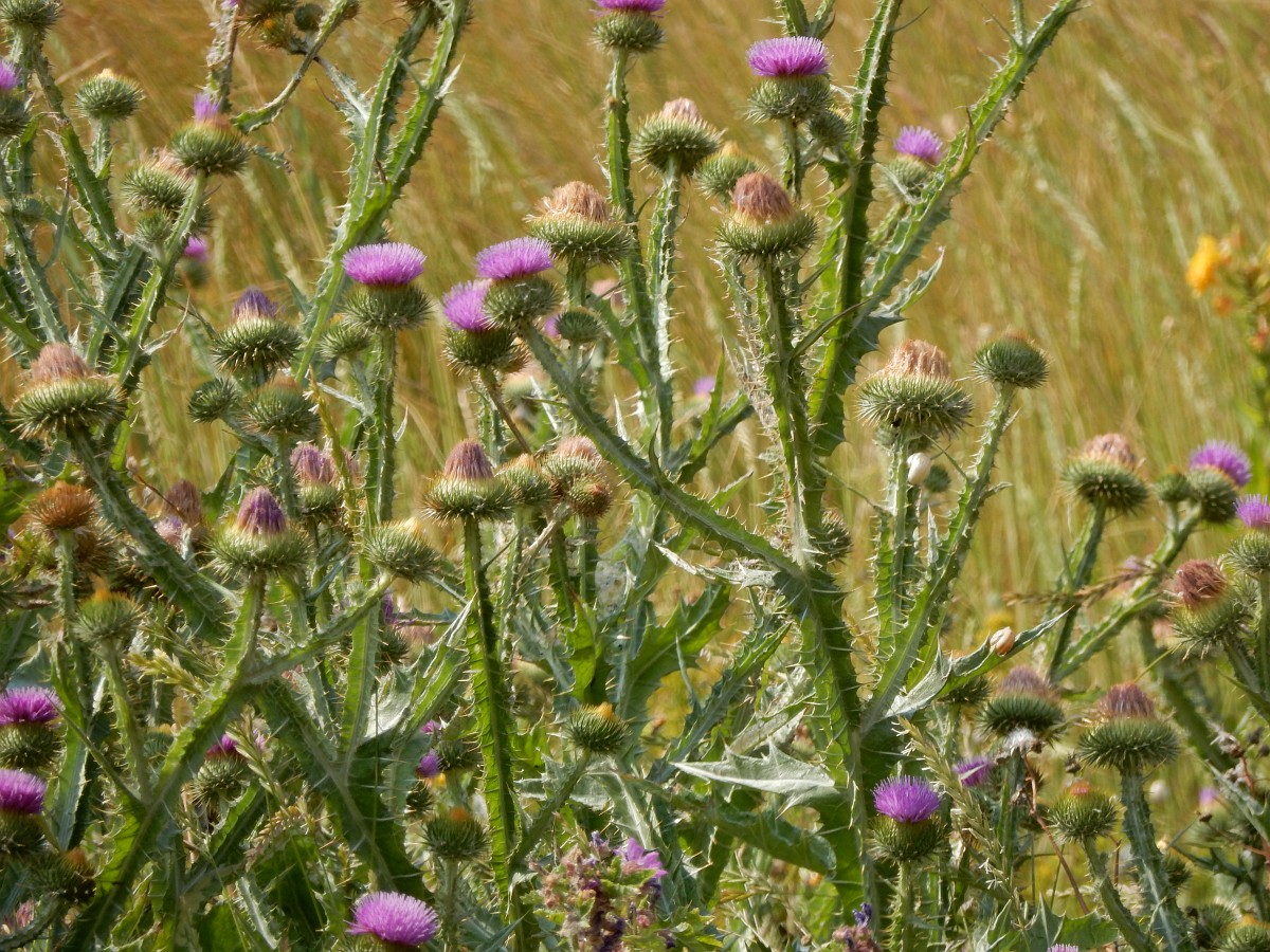 a patch of cotton thistle in flower