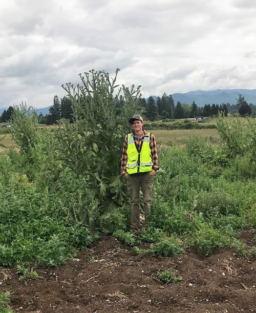 scotch thistle enumclaw