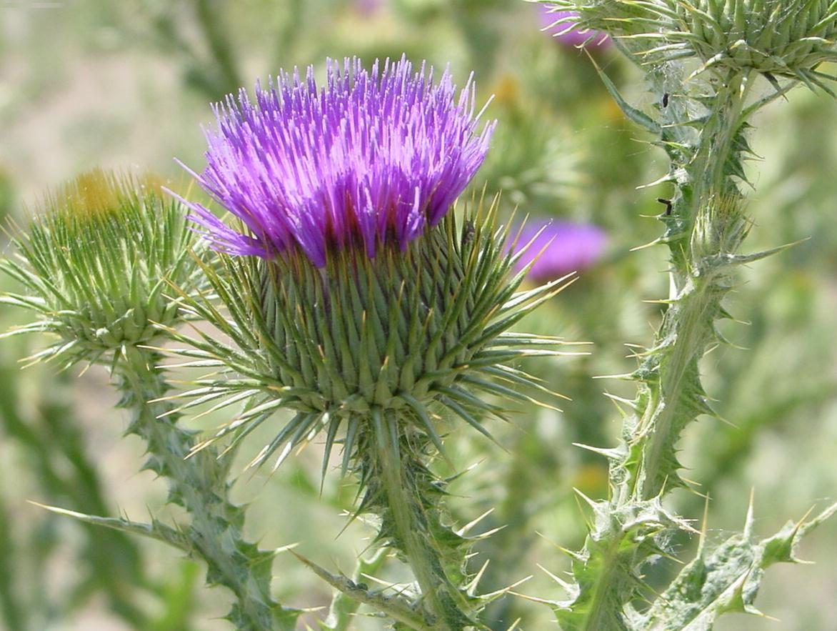 a purple flower with many small pointed petals above a rounded bulb like base with many spiny bracts growing out of it.