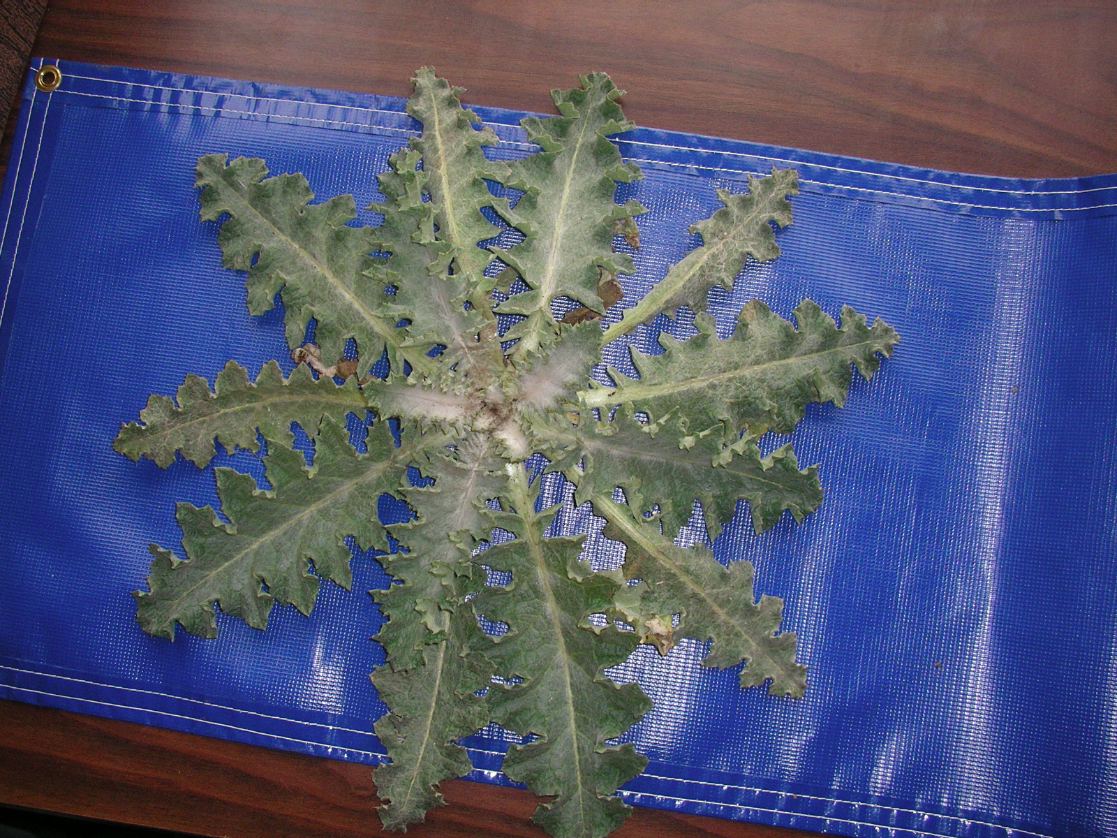 cotton thistle rosette against a blue tarp