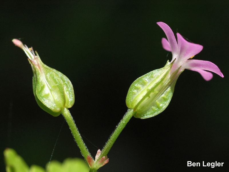 Shiny geranium ribbed sepals and a flower close up.