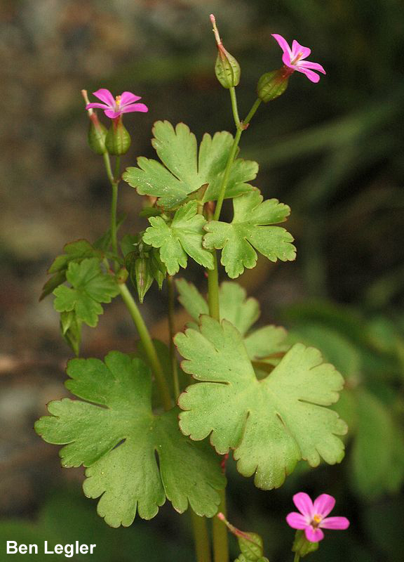 Shiny geranium. Photo by Ben Legler.