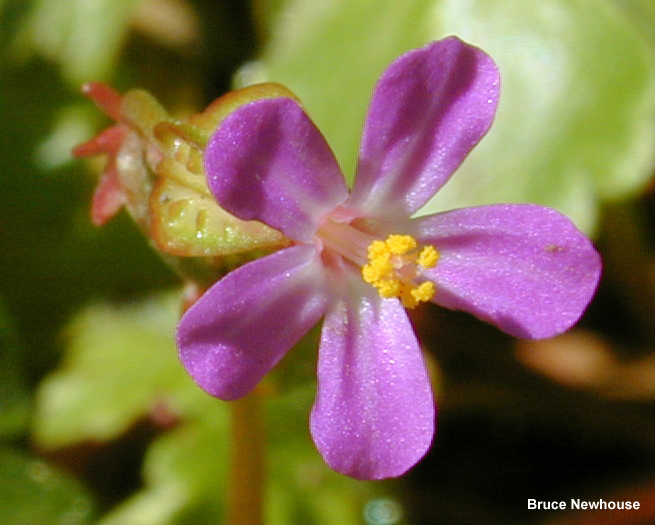 Shiny geranium flower, close up.