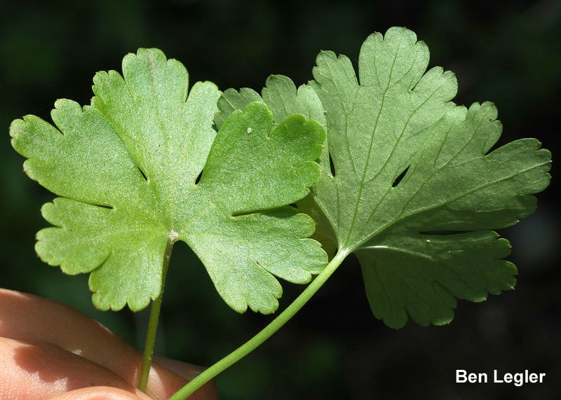 Shiny geranium leaves close up.