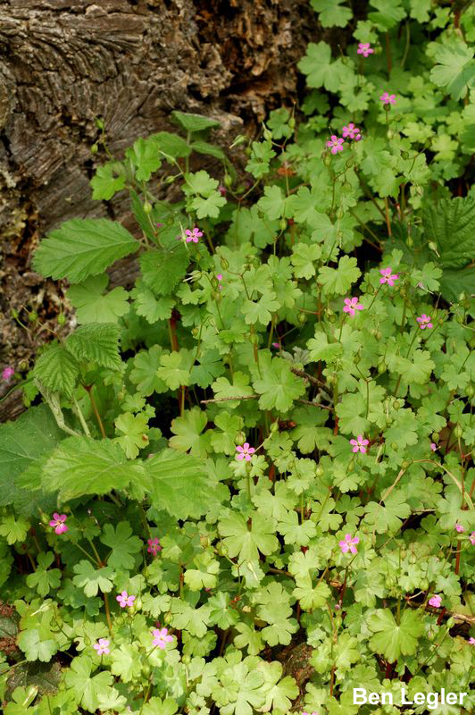 Shiny geranium reproduces via seed and spreads quickly from a parent plant, creating dense mats of vegetation.