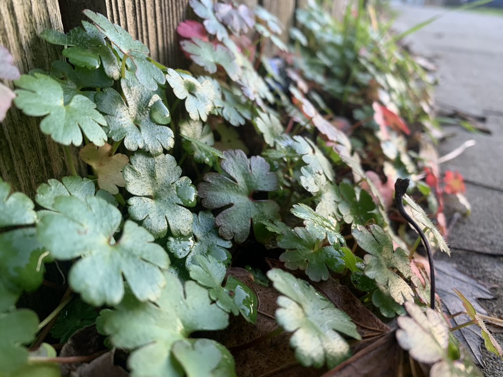 Shiny geranium growing between the sidewalk and a fence in an urban area. This profile view shows the typical “shine” of the leaves (hence the name) as well as the small hairs that appear on the leaves. In the distance red leaves (which occur often in the fall and winter) are visible. This photo was taken before flowering occurred.