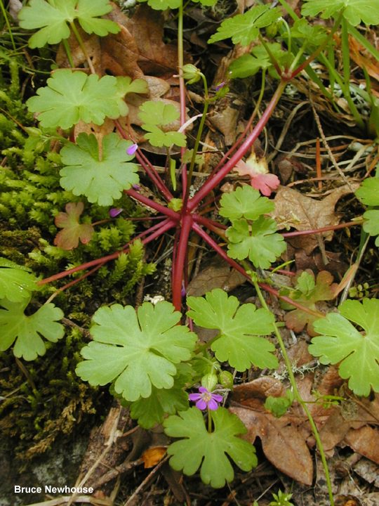 Shiny geranium reddish colored stems.