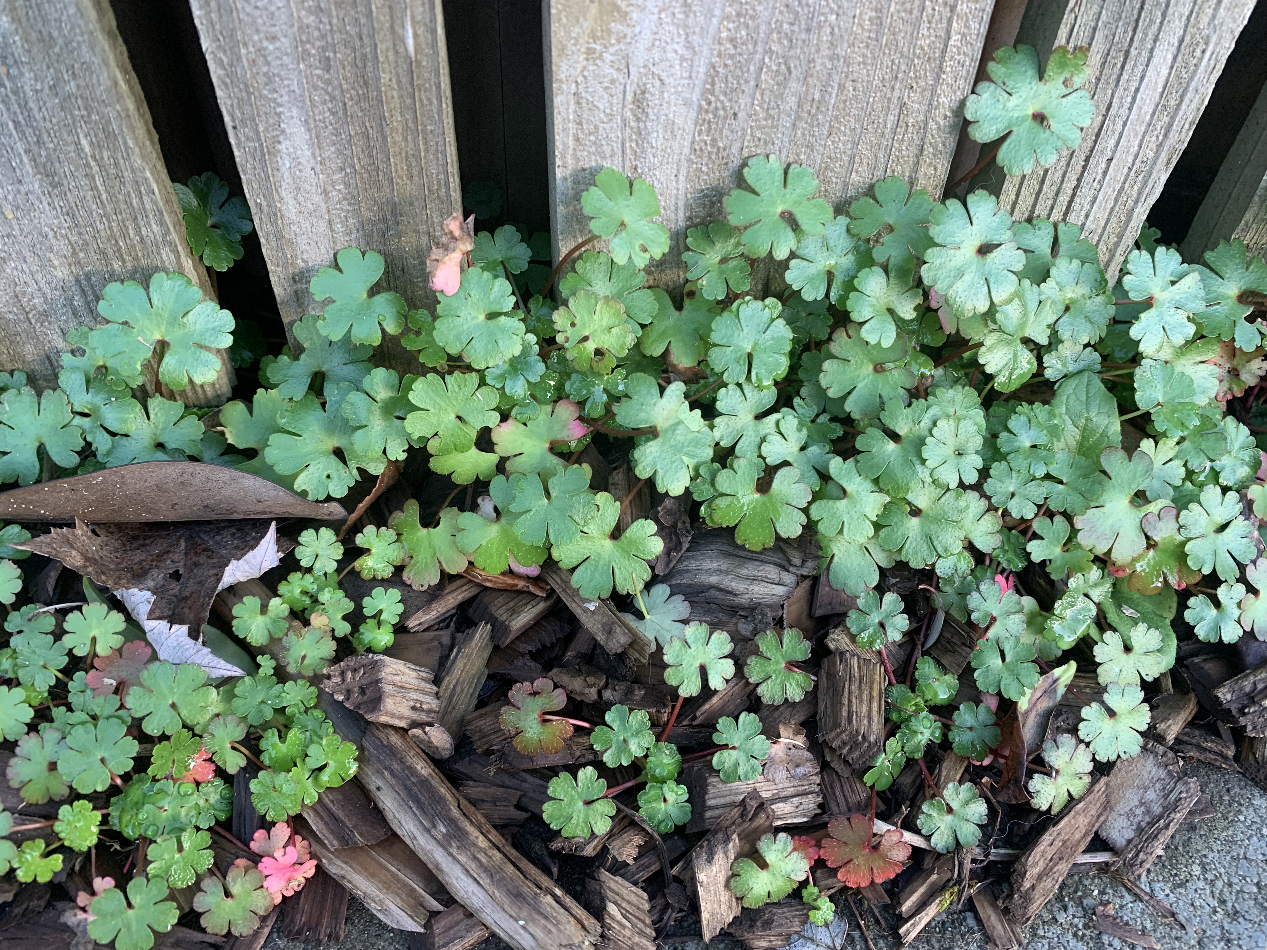 Shiny geranium is a regulated weed that often shows up in disturbed urban areas. This patch of shiny geranium from above shows the plant’s distinct leaf details and reddish stems.