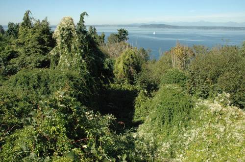 Silver lace vine overtaking dozens of trees and shrubs in a green space. The vine has climbed into the upper canopy and smothered mature trees as well as shrubs in the lower canopy.
