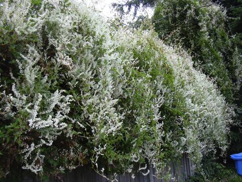 Dense growths of silver lace vine blooming on a fence. The plant has covered both the fence and surrounding vegetation, and thousands of clusters of white flowers are present.