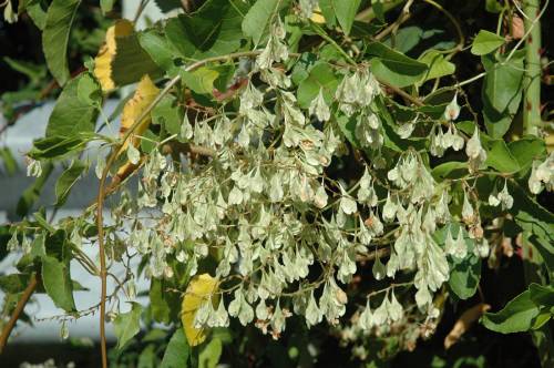 Clusters of small, greenish white seeds. The seeds hang on short stalks and have a flat teardrop shape.