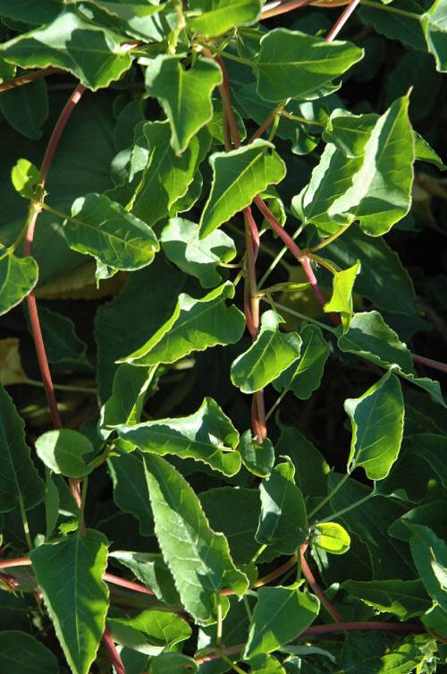 Close up of silver lace vine leaves
