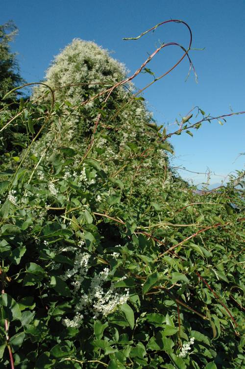 Silver lace vine plant with vines growing from the lower left towards the upper right with a flowering plant in the background