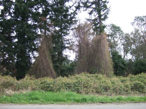 Multiple trees completely covered in vines which have died back, leaving hundreds of woody stems. Mounds of vines visible in the foreground, spreading out over the ground and on top of shrubs.