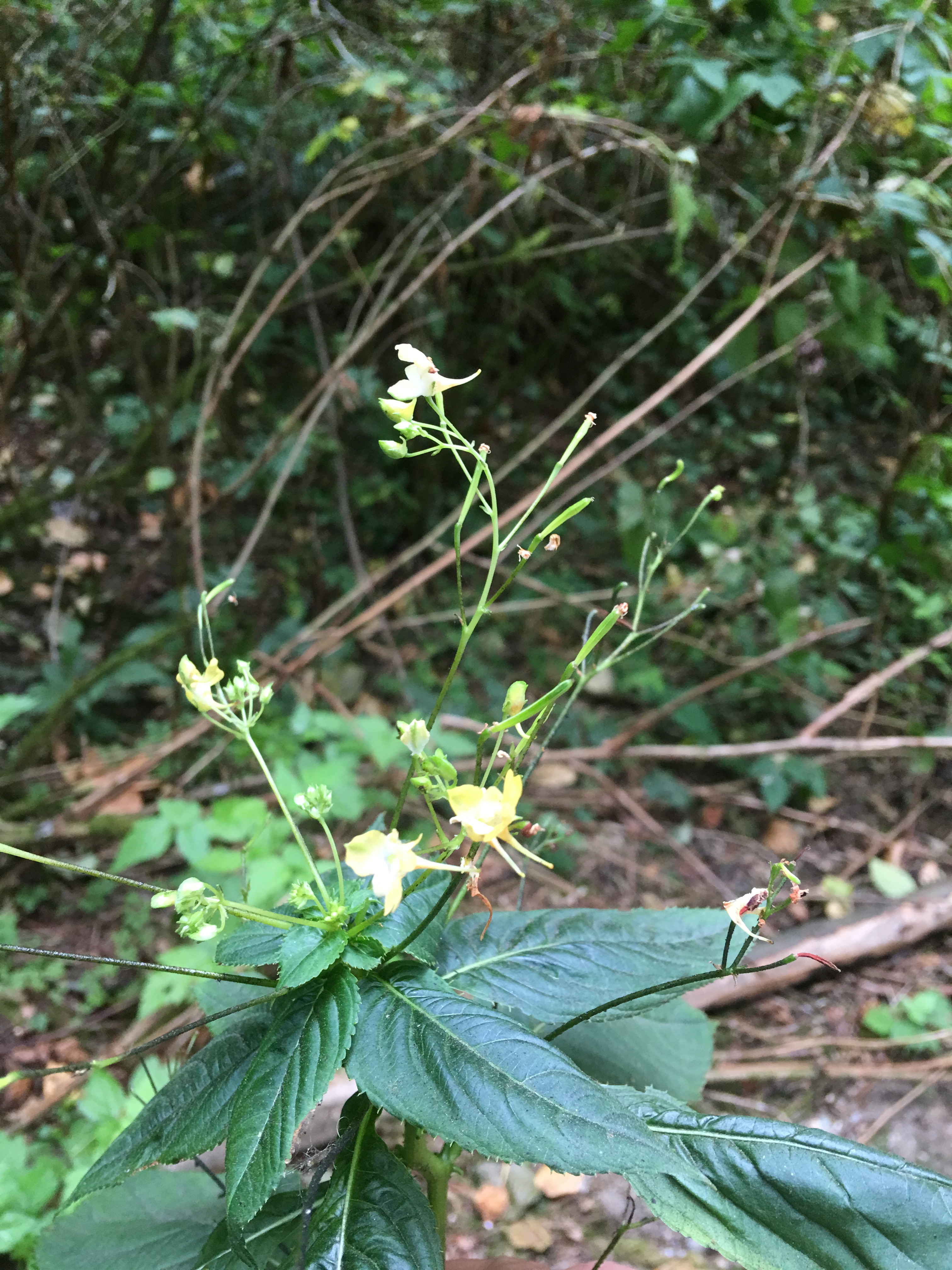 Small-flowered jewelweed in the foreground with forest shrubs in the background. 