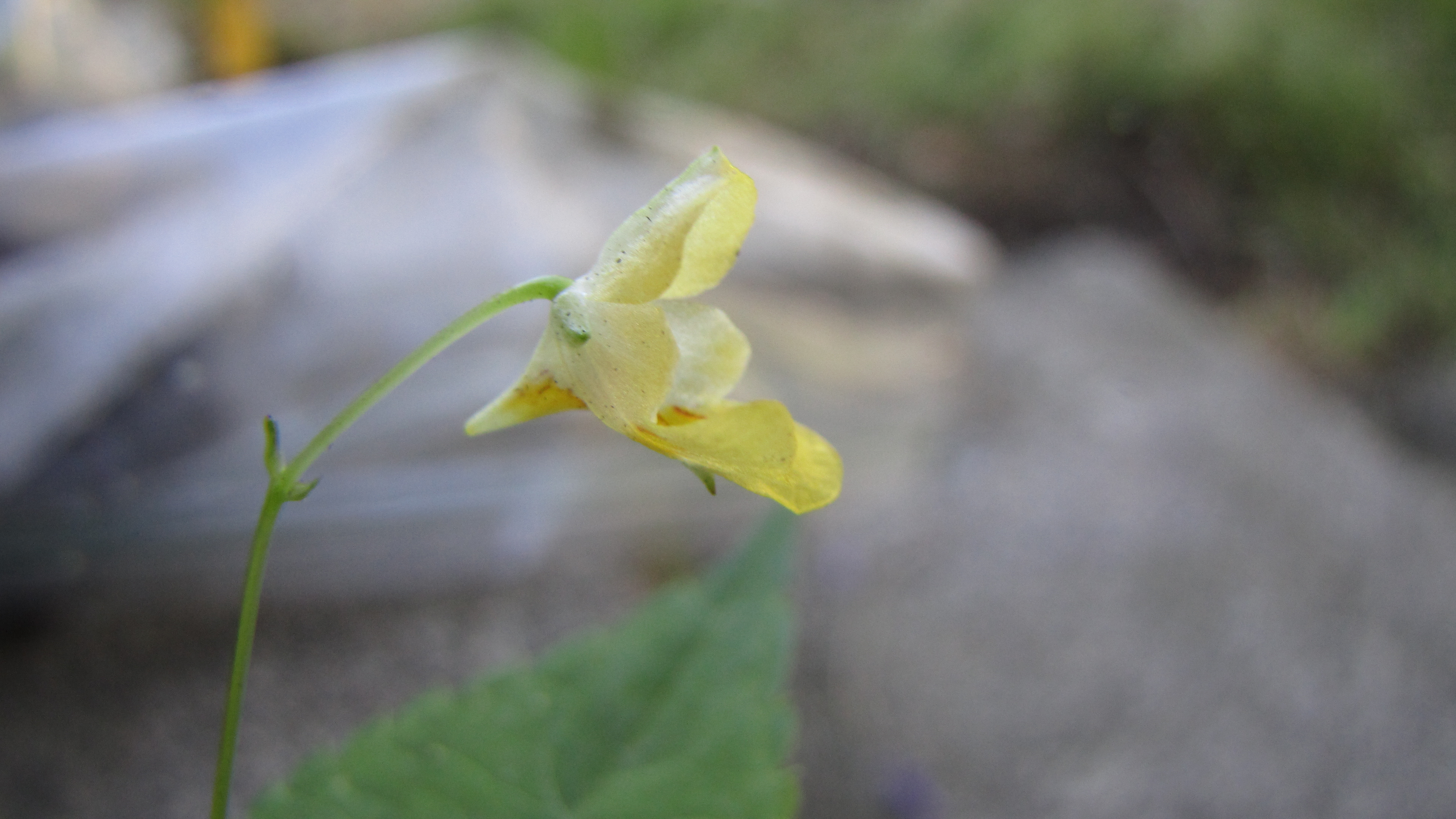 Pale yellow flower on a pale green stem, close up and in focus, with a blurred forest in the background.